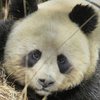 В Китае панды не поделили самку в разгар брачного сезона (фото)