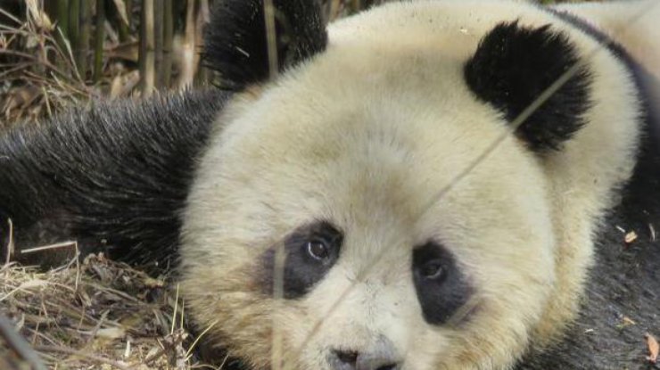 В Китае панды не поделили самку в разгар брачного сезона