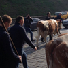 Ляшко пригнал коров под Кабмин (фото, видео)