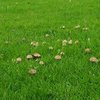 В Ужгороде на стадионе выросли грибы (фото)