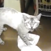 Милый кот научился мыть полы (видео)