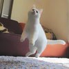 В Японии кот-танцор стал звездой Интернета (фото)