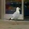 Невозмутимая чайка-воровка покорила интернет (видео)