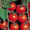 Простатит можно вылечить помидорами - ученые 