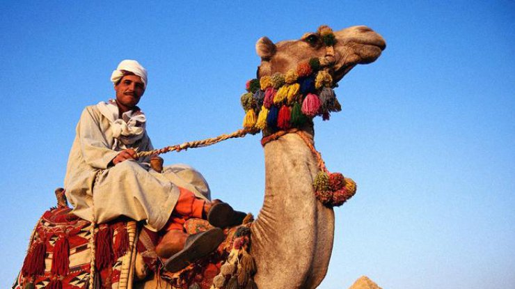 В Индии верблюд откусил голову хозяину
