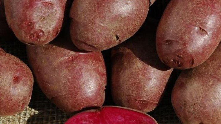 В США биологи вывели "лечебную" фиолетовую картошку