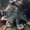Осьминоги и кальмары захватывают океан