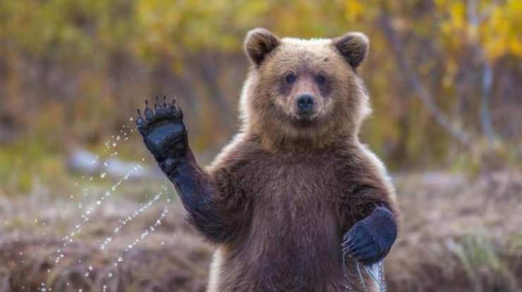 В России медведь растерзал рыбака