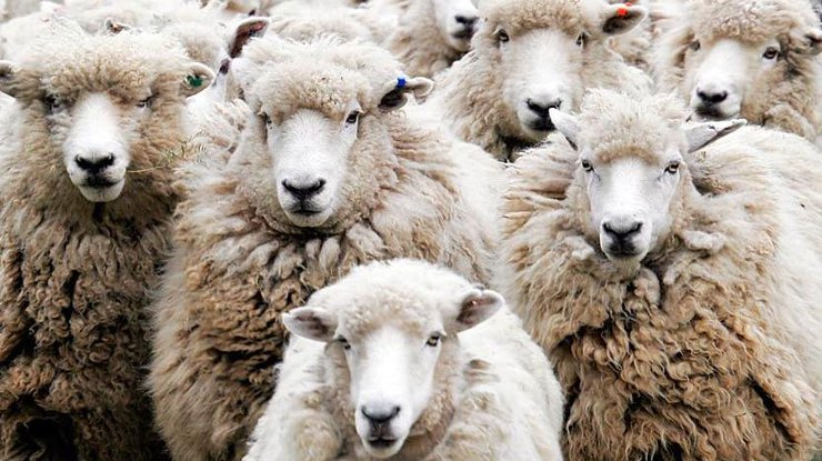 Овца в Великобритании случайно попробовала коноплю 