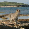 Кошачий пляж на Сардинии признан лучшим местом для отдыха (видео)