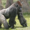 В США в зоопарке застрелили набросившуюся на ребенка гориллу