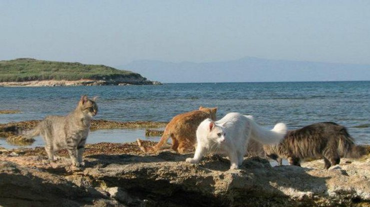 На Сардинии есть пляж, где живут коты 