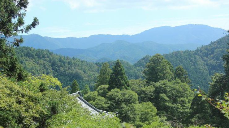 В лесу Японии ищут оставленного родителями мальчика 