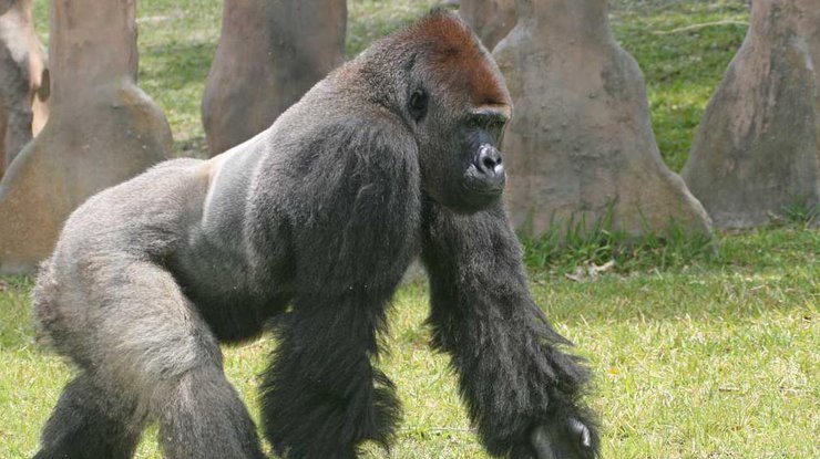 В США в зоопарке застрелили набросившуюся на ребенка гориллу
