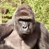 В США горилла 10 минут таскала мальчика по вольеру (фото, видео)