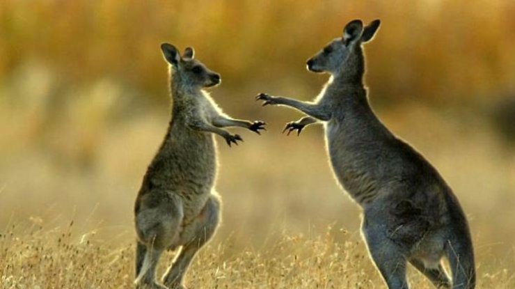 В Австралии кенгуру-убийца переломал туристкам ребра