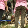 У монастиря в Таїланді відібрали трьох тигрів