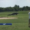 В США пятиметровый аллигатор распугал гольфистов 