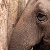 В Японии умер 69-летний слон (видео)
