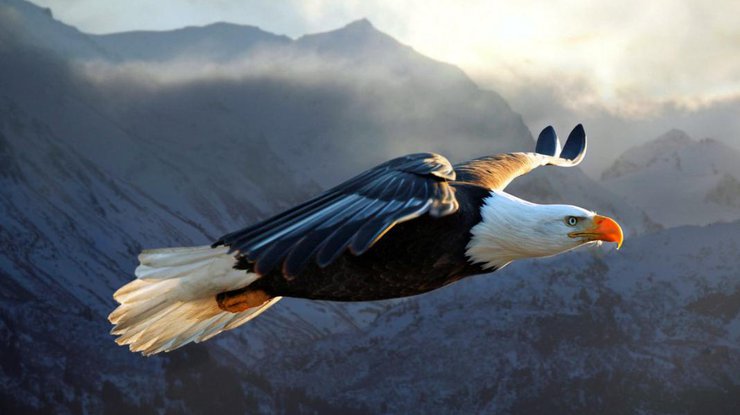 В США из-за столкновения с белоголовым орланом погибли четверо