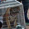 В тайском храме найдены 40 мертвых тигрят (фото, видео)