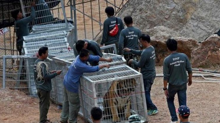В тайском храме найдены 40 мертвых тигрят 