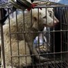 В Китае могут запретить употребление собачьего мяса