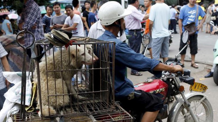В Китае могут запретить употребление собачьего мяса