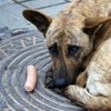 В Киеве пересчитают бездомных собак 