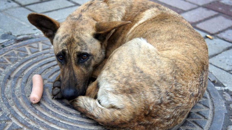 В Киеве пересчитают бездомных собак 