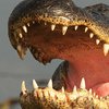 Аллигатор затащил в воду 2-х летнего малыша в Диснейленде 