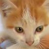 В США крохотный котенок сорвал прямой эфир (видео)