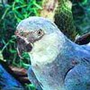 В Бразилии впервые за 15 лет замечен голубой ара
