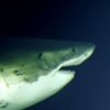 Спящую акулу-людоеда впервые сняли на видео
