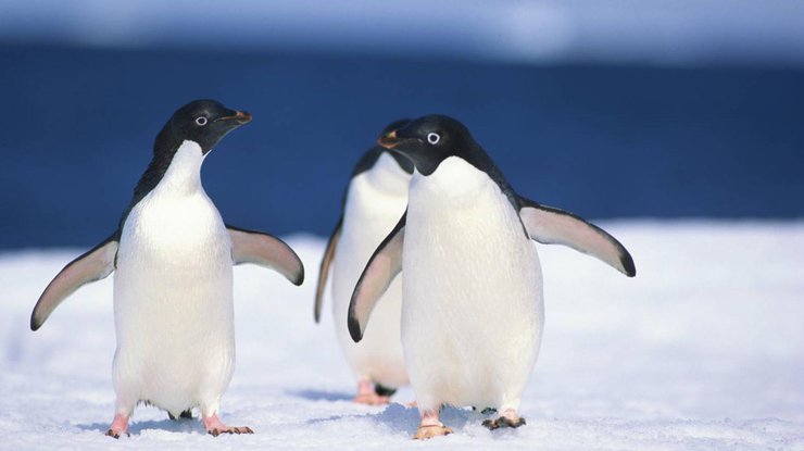 Меньше ледников - меньше пингвинов. Фото goodnewsanimal.ru