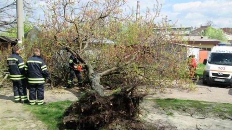 В Житомирской области дерево убило пенсионера