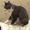 В японском спа работает кот-массажист (видео)