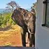 В Зимбабве раненый слон обратился к людям за помощью