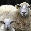 Стадо блеющих овец атаковало испанский город (видео)