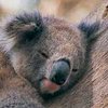 В Австралии нашли милую коалу с разноцветными глазами (фото)