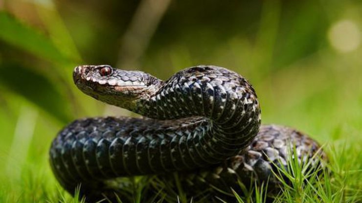 Во Львовской области змея напала на 17-летнюю девушку 