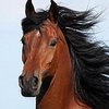 Лошадь с музыкальным слухом трясла головой "под металл" (видео) 