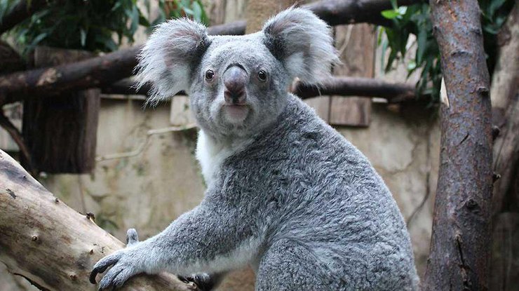 В Австралии коала устроила стриптиз-шоу