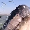 Девушка приманила кита музыкой (видео) 