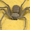 В Чехии нашли "зубастого" паука