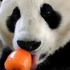 Панда с мороженым покорила пользователей сети (видео)