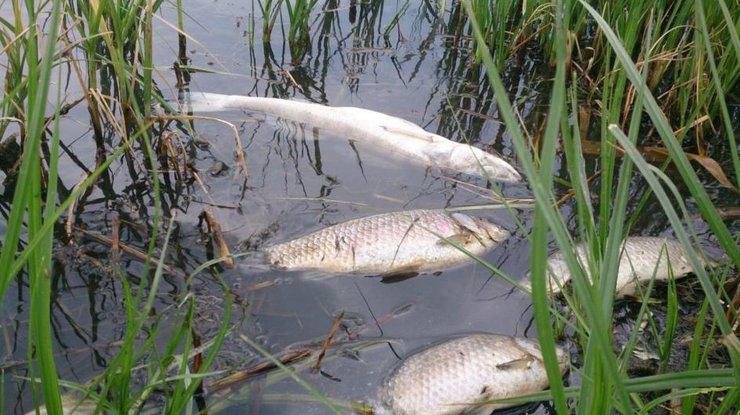 В украинских реках продолжает массово гибнуть рыба