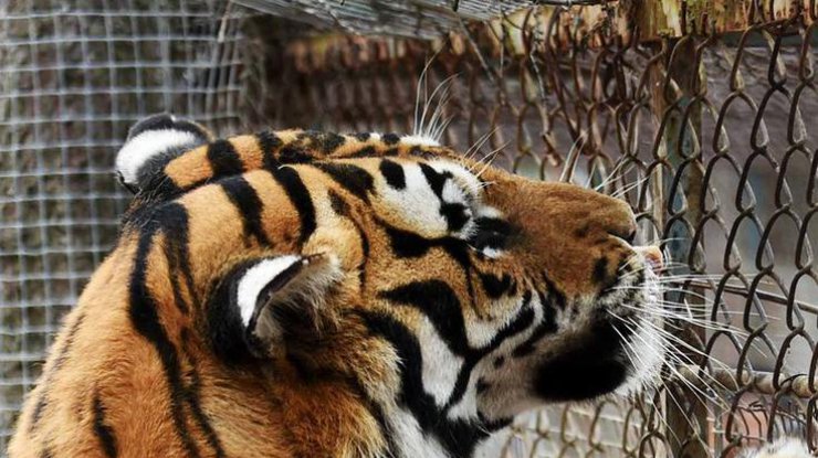 В Китае тигр до смерти затискал женщину 