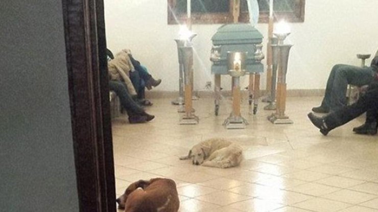 Бродячие собаки пришли на похороны своей кормилицы 