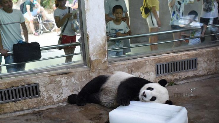 В Китае панда нашла уникальный способ спасения от жары 